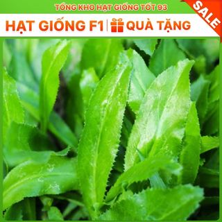 Hạt giống rau mùi tàu (ngò gai) - hàng công ty Loại 1