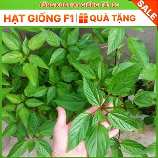 Hạt giống rau Rau Đay - hàng công ty Loại 1