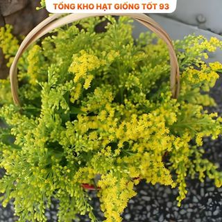 Hoa Hoàng Anh Siêu Đẹp Hàng nhập khẩu loại 1