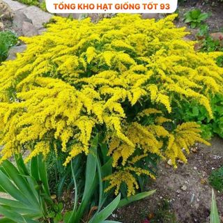 Hoa Hoàng Anh Siêu Đẹp Hàng nhập khẩu loại 1