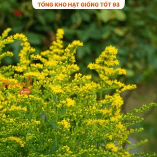 Hoa Hoàng Anh Siêu Đẹp Hàng nhập khẩu loại 1