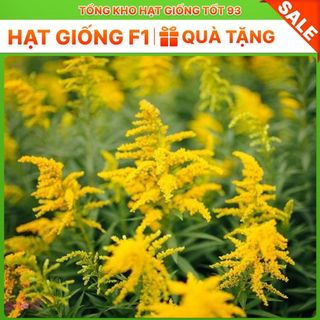 Hoa Hoàng Anh Siêu Đẹp Hàng nhập khẩu loại 1