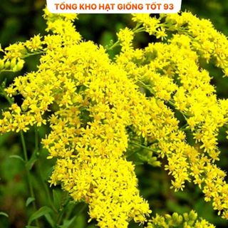 Hoa Hoàng Anh Siêu Đẹp Hàng nhập khẩu loại 1