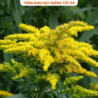 Hoa Hoàng Anh Siêu Đẹp Hàng nhập khẩu loại 1