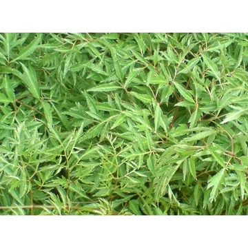(Hỏa tốc) Đinh Lăng cây trồng làm cảnh cao 45-50cm, ăn lá, làm dược liệu