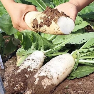 Hạt Giống Củ Cải Trắng Củ To, Năng Suất -White Radish Seed-50viên