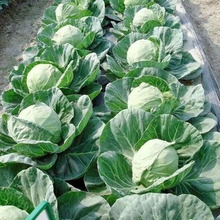 Hạt Giống Bắp Cải Xanh Chịu Năng Suất - CABBAGE SEEDS-150viên
