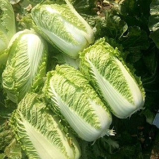 Hạt Giống Cải Thảo Siêu Năng Suất Kháng Sâu Bệnh -chinese cabbage seeds- 200 Hạt