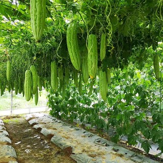 Hạt giống Mướp Đắng trồng quanh năm, nảy mầm tốt -Ampalaya Seeds-10 Hạt