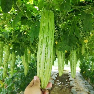 Hạt giống Mướp Đắng trồng quanh năm, nảy mầm tốt -Ampalaya Seeds-10 Hạt