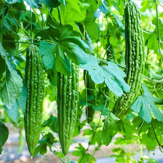 Hạt giống Mướp Đắng trồng quanh năm, nảy mầm tốt -Ampalaya Seeds-10 Hạt