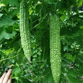 Hạt giống Mướp Đắng trồng quanh năm, nảy mầm tốt -Ampalaya Seeds-10 Hạt