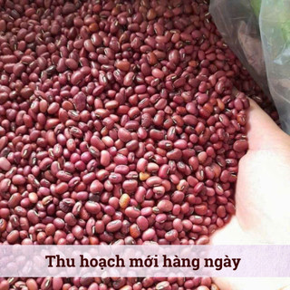 [500Gr] Đậu Đỏ Hạt Nhỏ Hồn Quảng – Đậu Sạch Non-GMO, Nhanh Mềm Thơm Bùi, Nấu Chè Xôi Sữa Hạt