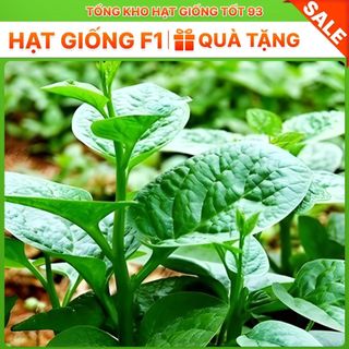 Hạt giống rau mồng tơi lá to, năng suất cao, hàng công ty