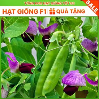 Hạt giống Đậu Hà Lan siêu quả ăn rất ngon, dễ trồng