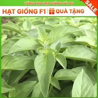 Hạt giống rau É Trắng- Hàng công ty Loại 1