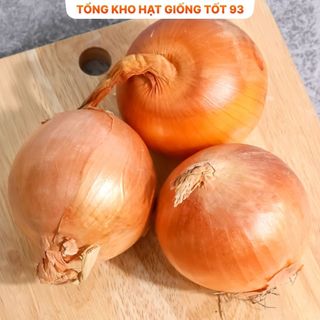 Hạt giống củ Hành Tây củ to hàng công ty Loại 1