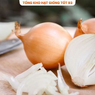Hạt giống củ Hành Tây củ to hàng công ty Loại 1