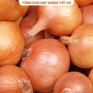 Hạt giống củ Hành Tây củ to hàng công ty Loại 1