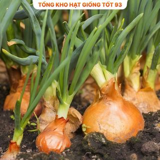 Hạt giống củ Hành Tây củ to hàng công ty Loại 1