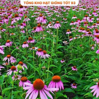 Hạt giống hoa cúc Tím Echina rất dễ trồng hàng công ty Loại 1