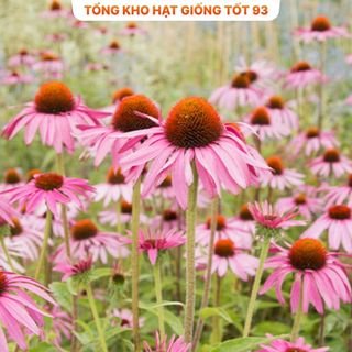 Hạt giống hoa cúc Tím Echina rất dễ trồng hàng công ty Loại 1