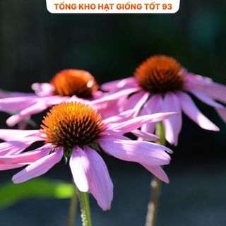 Hạt giống hoa cúc Tím Echina rất dễ trồng hàng công ty Loại 1