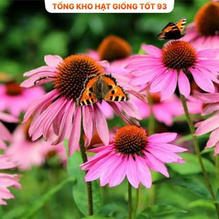 Hạt giống hoa cúc Tím Echina rất dễ trồng hàng công ty Loại 1