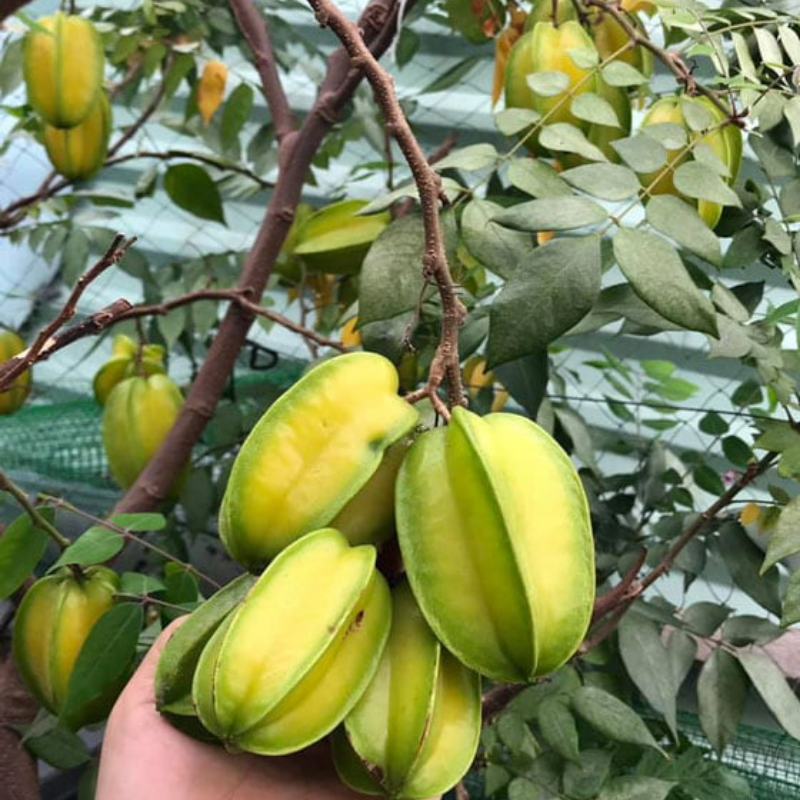 Cây Giống Khế Ngọt F1 – Giống Chuẩn, Trái To Vàng Đẹp, Ngọt Dịu, Dễ Chăm, Nhanh Có Trái