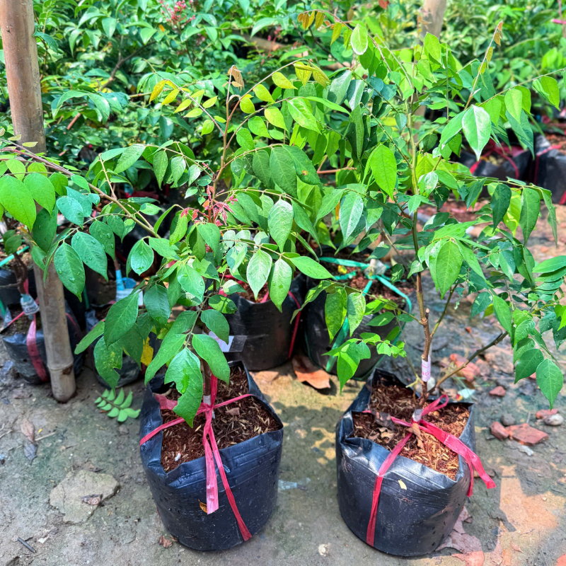 Cây Giống Khế Ngọt F1 – Giống Chuẩn, Trái To Vàng Đẹp, Ngọt Dịu, Dễ Chăm, Nhanh Có Trái