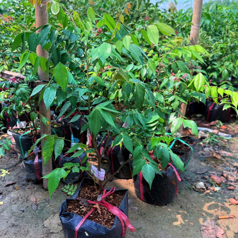 Cây Giống Khế Ngọt F1 – Giống Chuẩn, Trái To Vàng Đẹp, Ngọt Dịu, Dễ Chăm, Nhanh Có Trái
