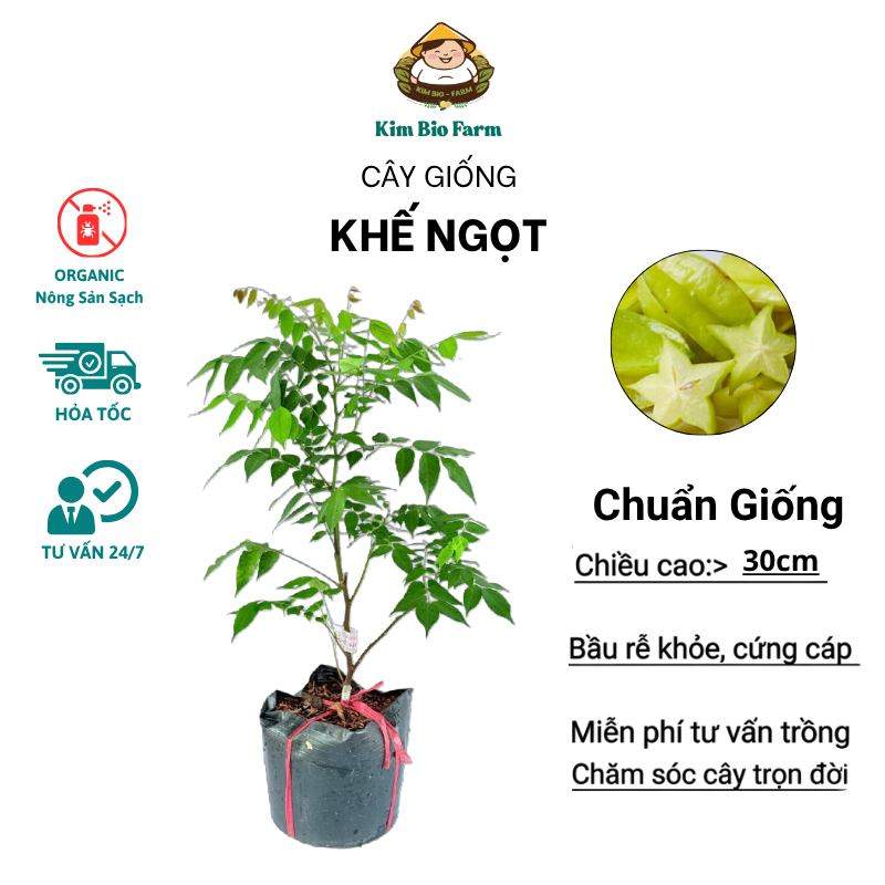 Cây Giống Khế Ngọt F1 – Giống Chuẩn, Trái To Vàng Đẹp, Ngọt Dịu, Dễ Chăm, Nhanh Có Trái