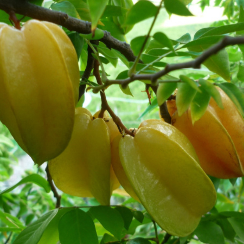 Cây Giống Khế Ngọt F1 – Giống Chuẩn, Trái To Vàng Đẹp, Ngọt Dịu, Dễ Chăm, Nhanh Có Trái