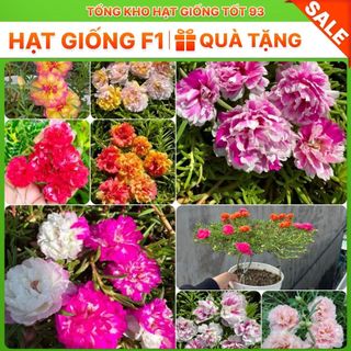 Hạt giống hoa mười giờ kép bông to, Loại F1 Rất Đẹp hàng công ty Loai 1