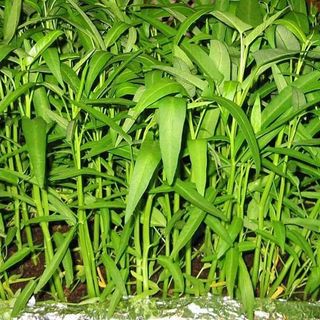 Hạt giống rau muống lá tre ăn giòn, ngon- Kangkong Seeds - 50viên