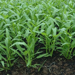 Hạt giống rau muống lá tre ăn giòn, ngon- Kangkong Seeds - 50viên