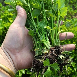 Hạt giống chịu nhiệt -Celery Seeds-1500Hạt