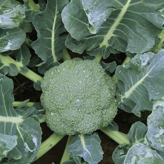 Hạt Giống Bông Cải Xanh (Súp Lơ Xanh) -BROCCOLI SEEDS-150Hạt