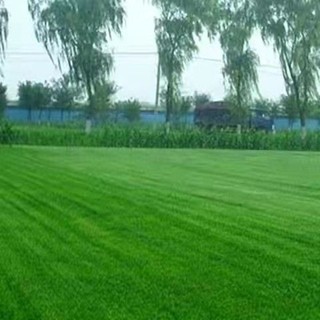 Hạt giống cỏ Bermuda  thảm sân vườn -BERMUDA GRASS SEEDS- 2000 hạt