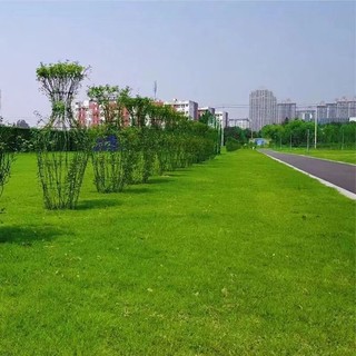 Hạt giống cỏ Bermuda  thảm sân vườn -BERMUDA GRASS SEEDS- 2000 hạt