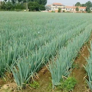 Hạt giống Hành lá gốc trắng,hành dương-Giant Green Onion Seed-300viên