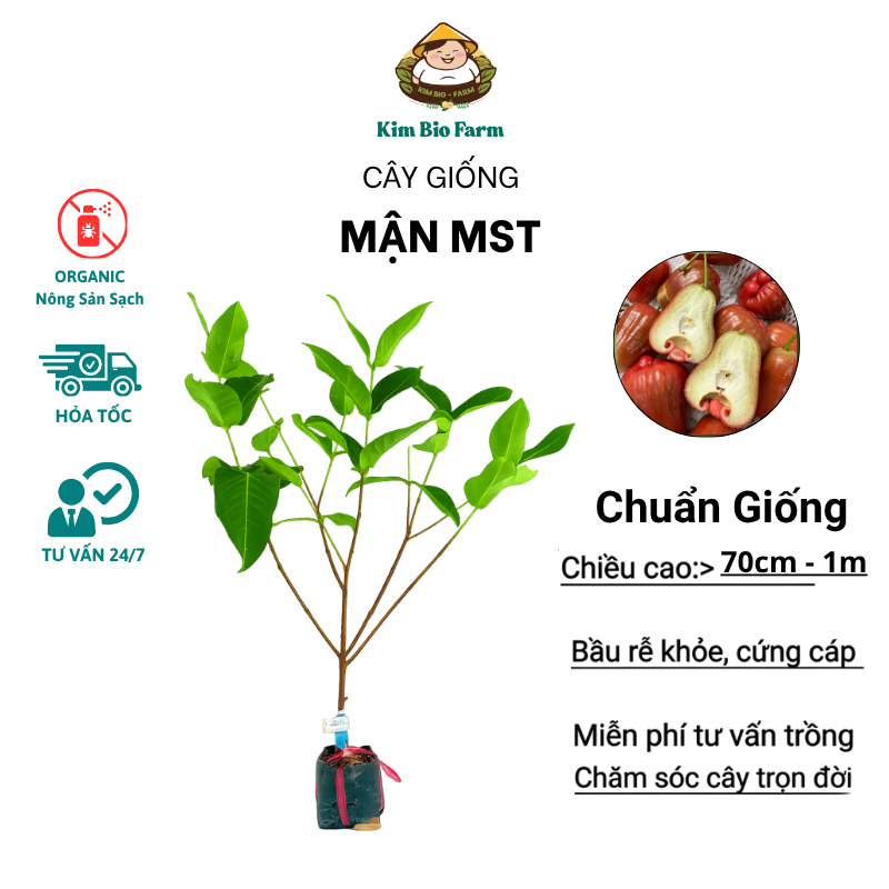 Cây Giống Mận MST (Mận Hồng Sóc Trăng) – Trái To Giòn Ngọt, Sai Trái, Dễ Trồng, Nhanh Cho Thu Hoạch