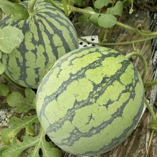 Hạt giống dưa hấu ruột vàng -Yellow Watermelon Seeds- 20 hạt