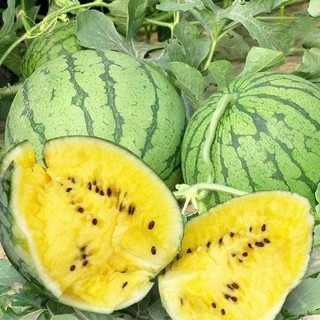 Hạt giống dưa hấu ruột vàng -Yellow Watermelon Seeds- 20 hạt