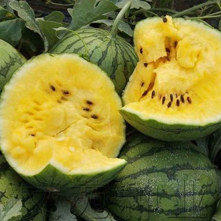 Hạt giống dưa hấu ruột vàng -Yellow Watermelon Seeds- 20 hạt