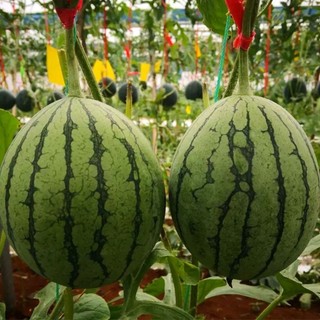 Hạt giống dưa hấu ruột vàng -Yellow Watermelon Seeds- 20 hạt