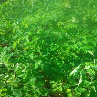 Hạt Giống Chùm Ngây -moringa tree-5viên