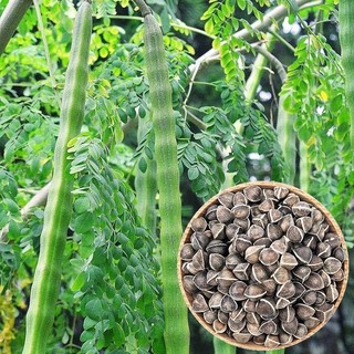 Hạt Giống Chùm Ngây -moringa tree-5viên