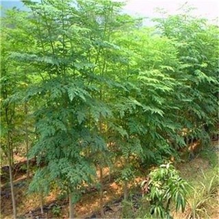 Hạt Giống Chùm Ngây -moringa tree-5viên