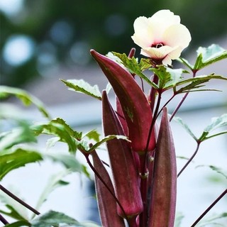 Hạt giống Đậu Bắp Đỏ quả to  siêu năng -Red Okra Seeds  -20 hạt